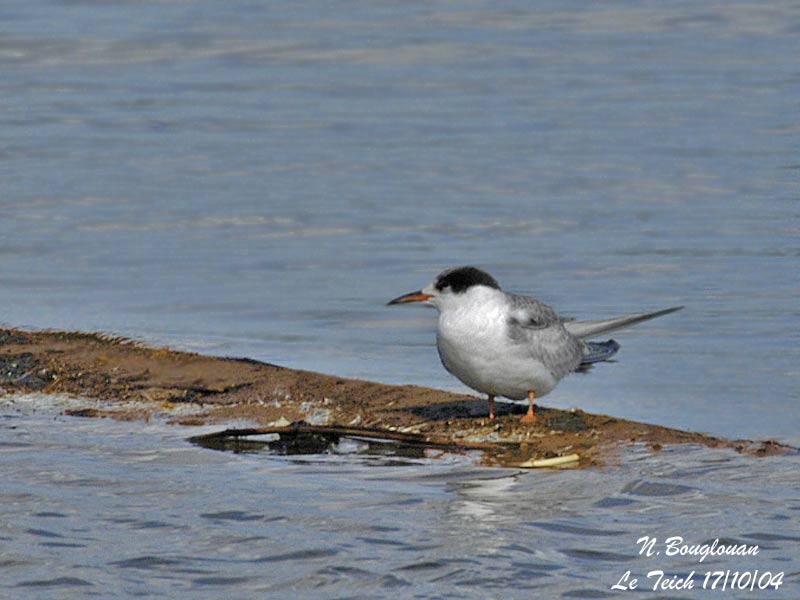 COMMON TERN - 1st WINTER 