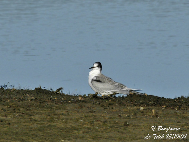 COMMON TERN - 1st WINTER 