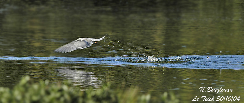 COMMON TERN