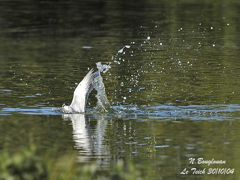 COMMON TERN