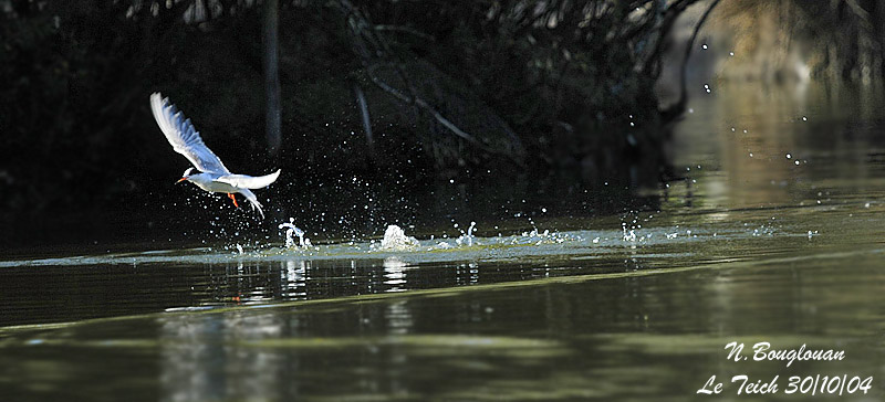 COMMON TERN