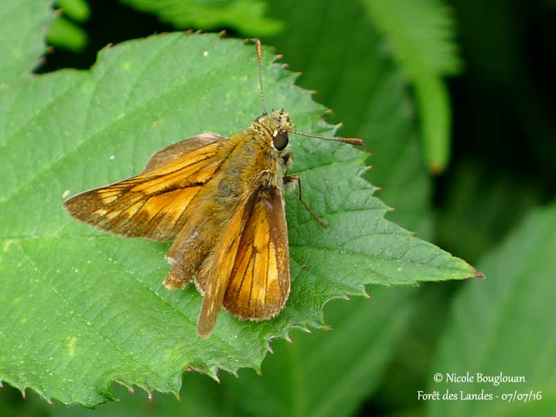 LARGE SKIPPER  OCHLODES FAUNUS - LA SYLVAINE