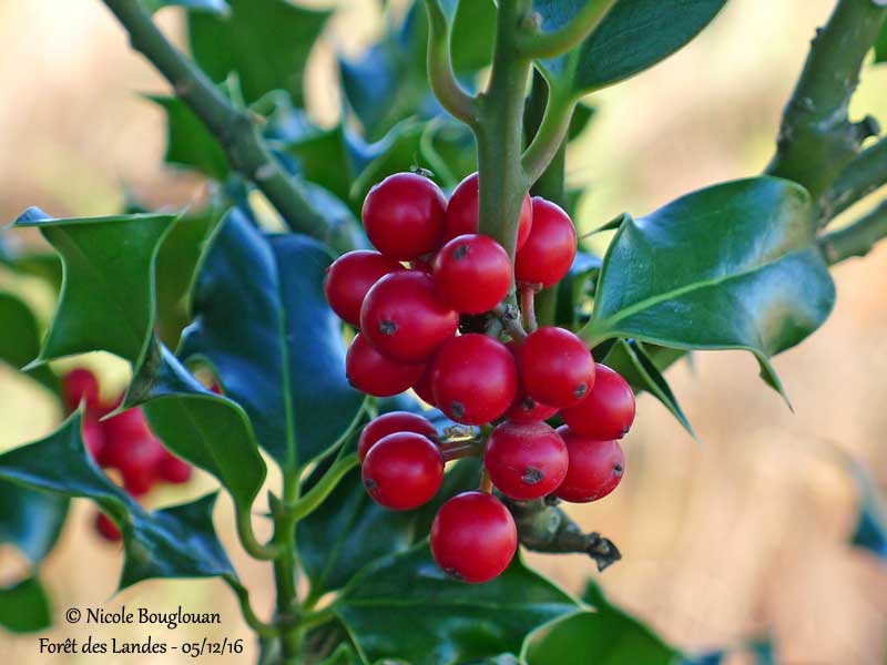 270-Holly fruits in December