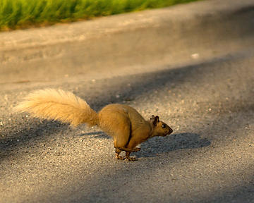 Grey Squirrel 03190 copy.jpg