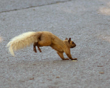 Grey Squirrel 03193 copy.jpg