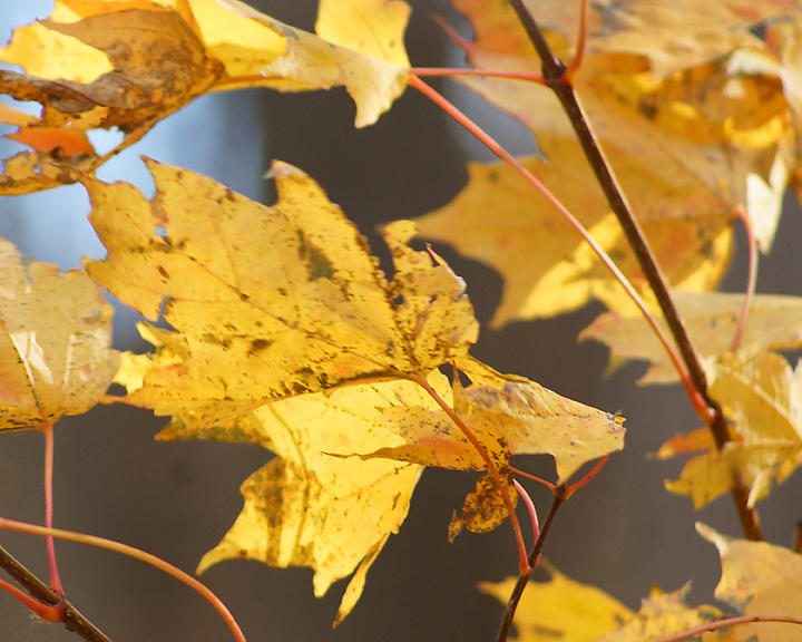 Leaf Peeping 06839 copy.jpg