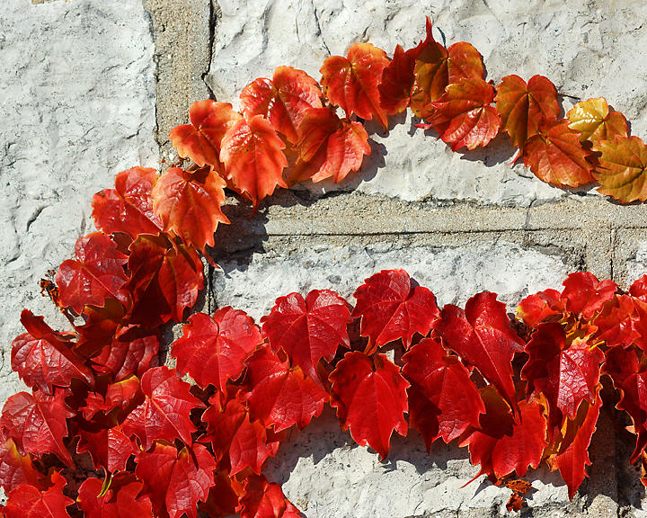 Leaf Peeping 07758 copy.jpg