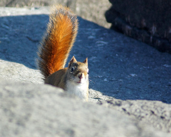 Red Squirrel 00039 copy.jpg