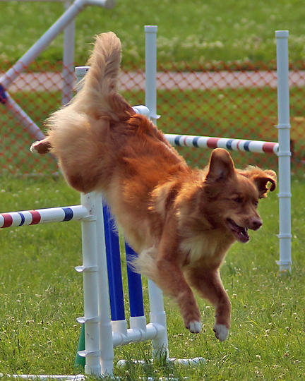 The Agility Connection 04687 copy.jpg