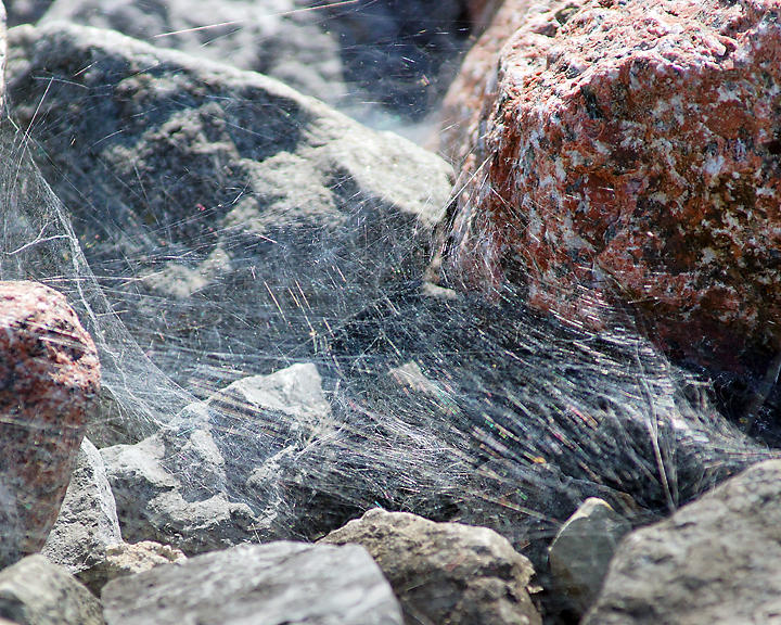Spider Webs 07662 copy.jpg