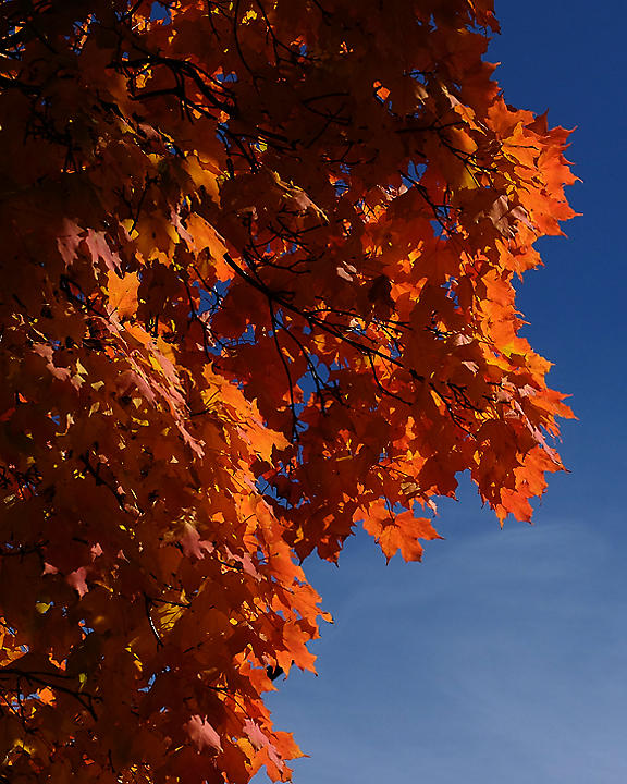 Leaf Peeping 6176 copy.jpg