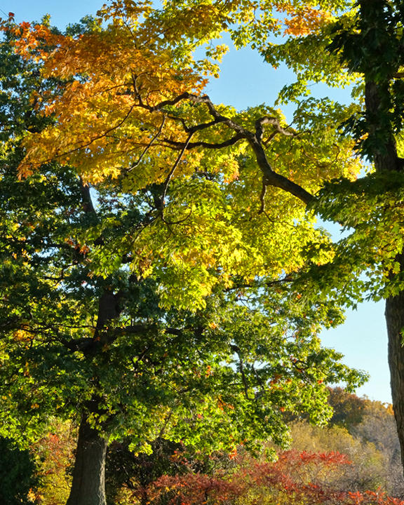 Leaf Peeping 6476 copy.jpg