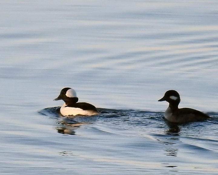 Bufflehead 0015 copy.jpg