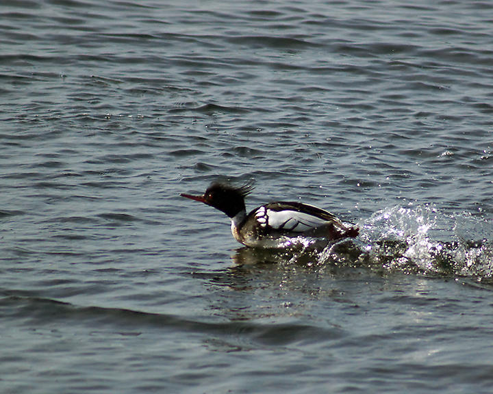 Mergansers 07537 copy.jpg