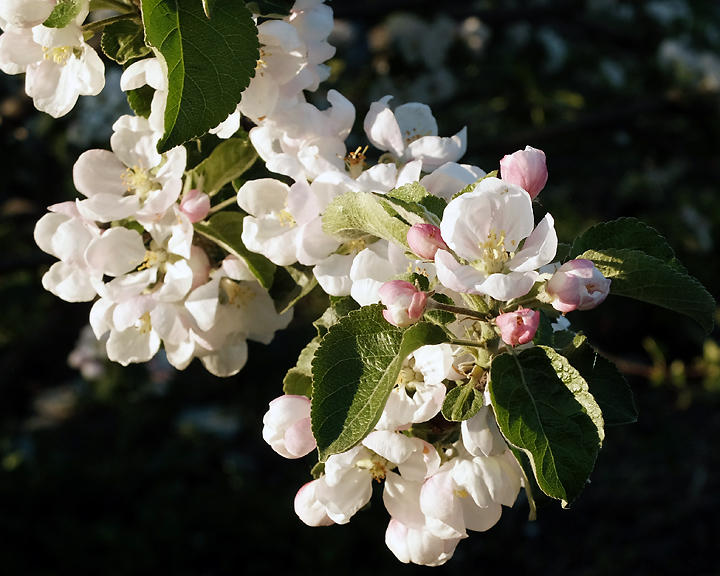 Apple Blossoms 1442 copy.jpg