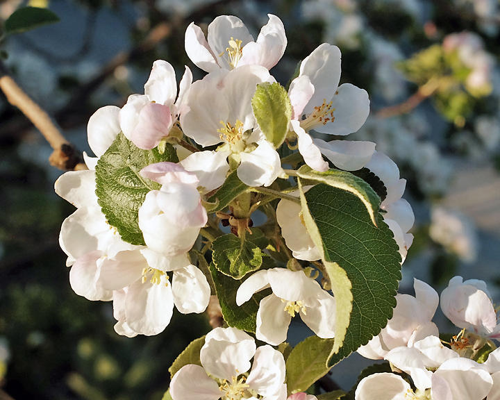 Apple Blossoms 1444 copy.jpg