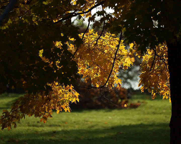 Leaf Peeping 01895 copy.jpg