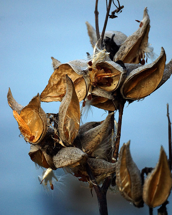 Milkweed  01867 copy.jpg