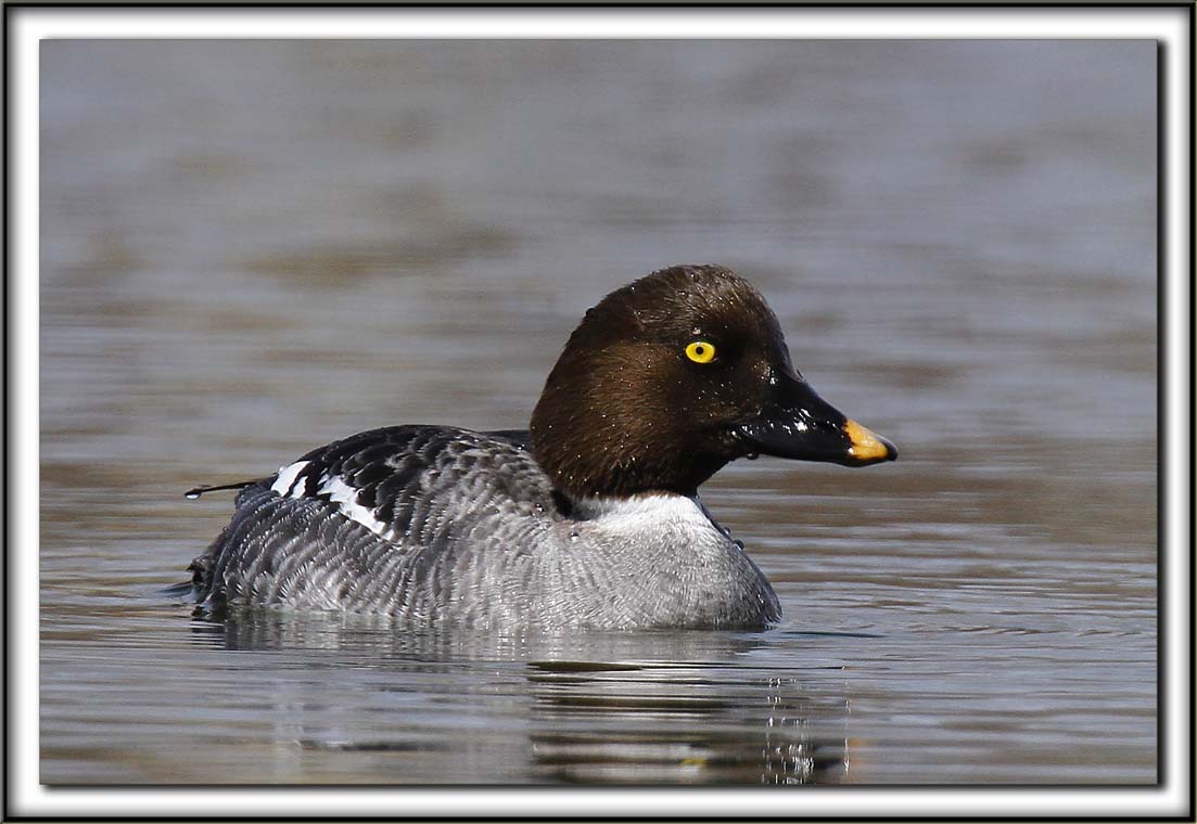 GARROT  OEIL DOR femelle  /  COMMON GOLDENEYE female    _MG_4572 aa
