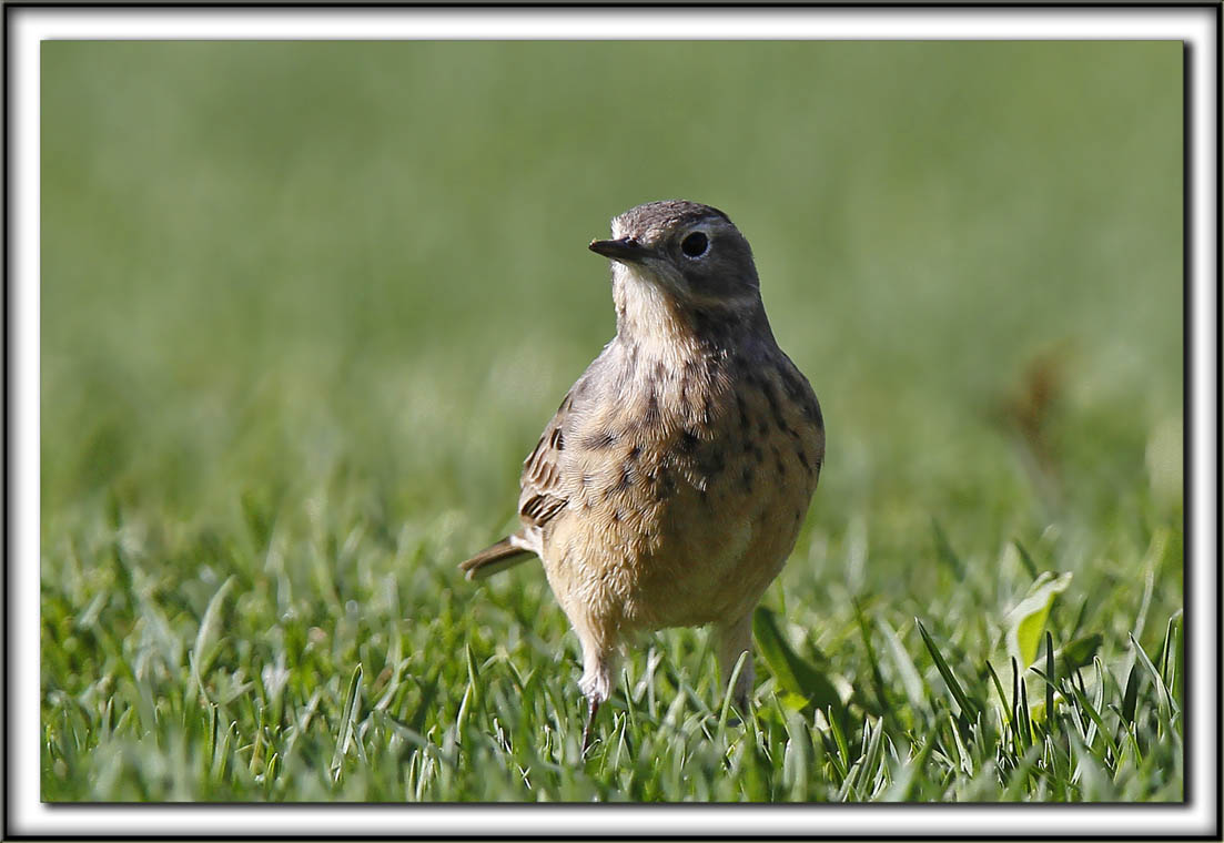 PIPIT DAMRIQUE  /   AMERICAN PIPIT_MG_7880 aa 