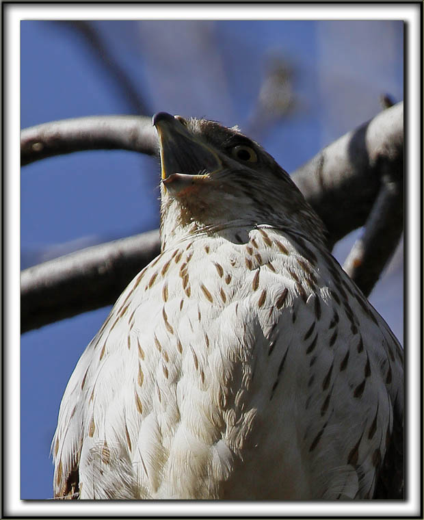 PERVIER DE COOPER, female   /   COOPERS HAWK, femelle   _MG_7031 b