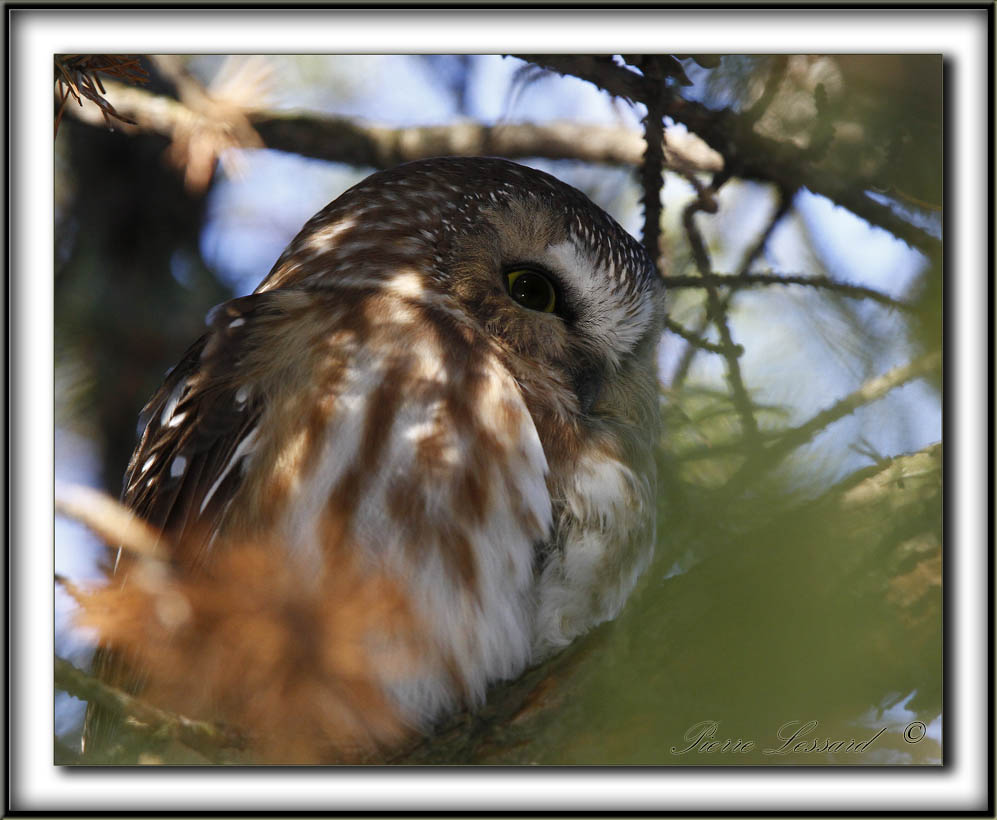 PETITE NYCTALE    /    NORTHERN SAW-WHET OWL    _MG_1649 a