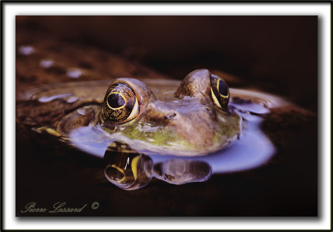 GRENOUILLE  /  FROG    