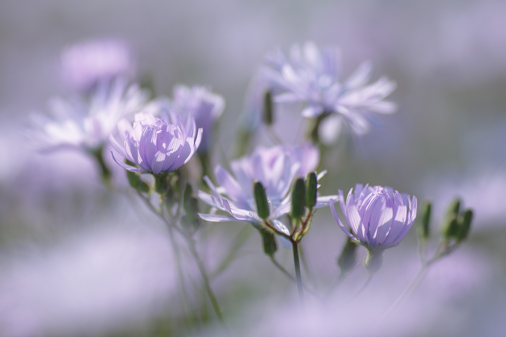 20130709 - Chicory