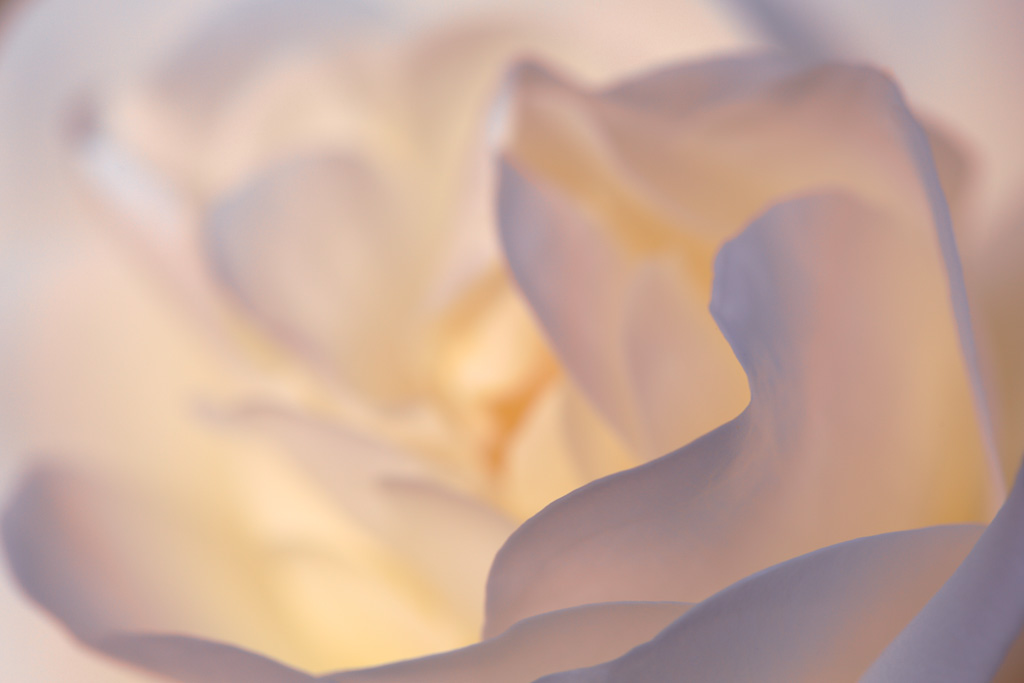 20130711 - Rose