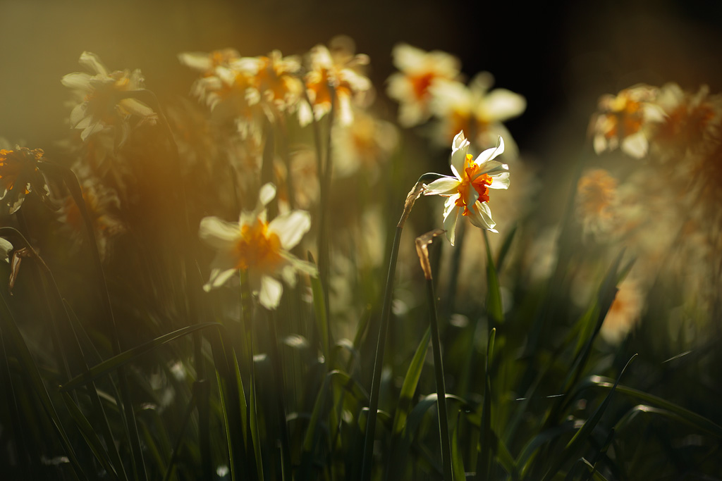 20140415 - Yet More Daffs