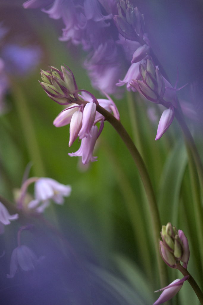 20140504 - Pink