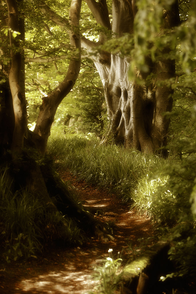 20140606 - Path and Tree