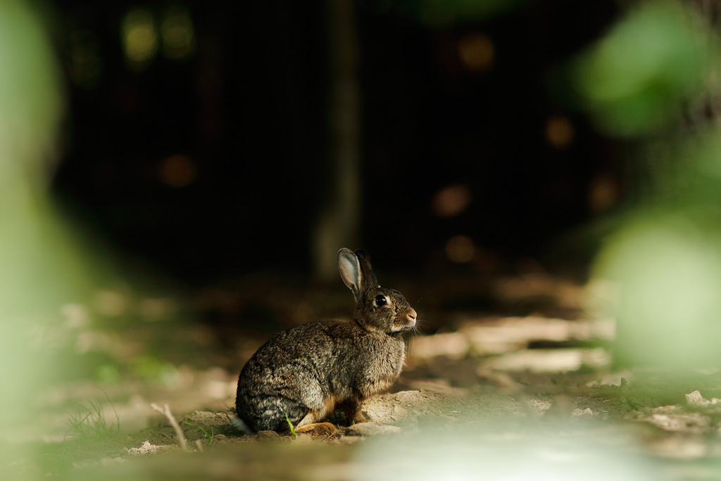 20160710 - Bunny