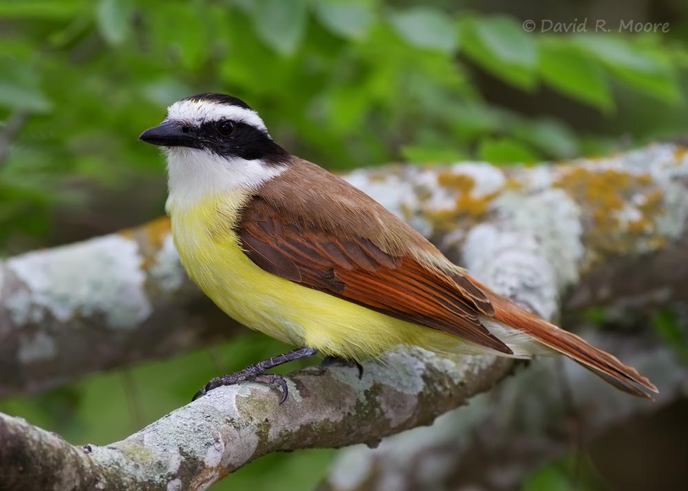 Great Kiskadee