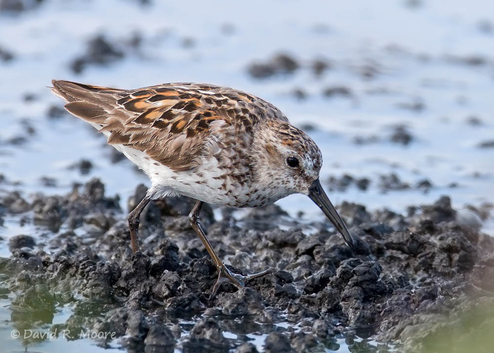 Western Sandpiper