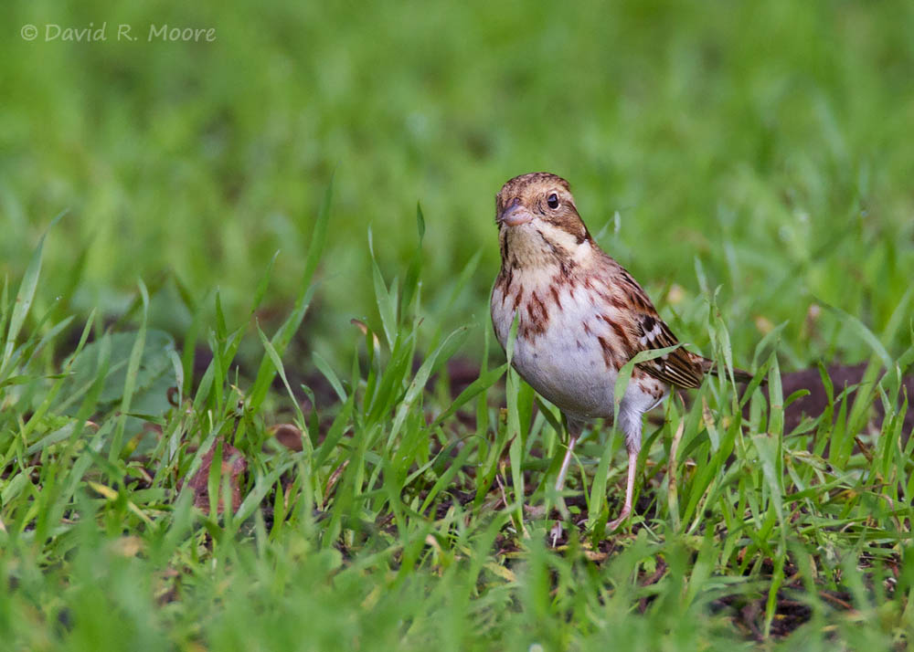 Rustic Bunting