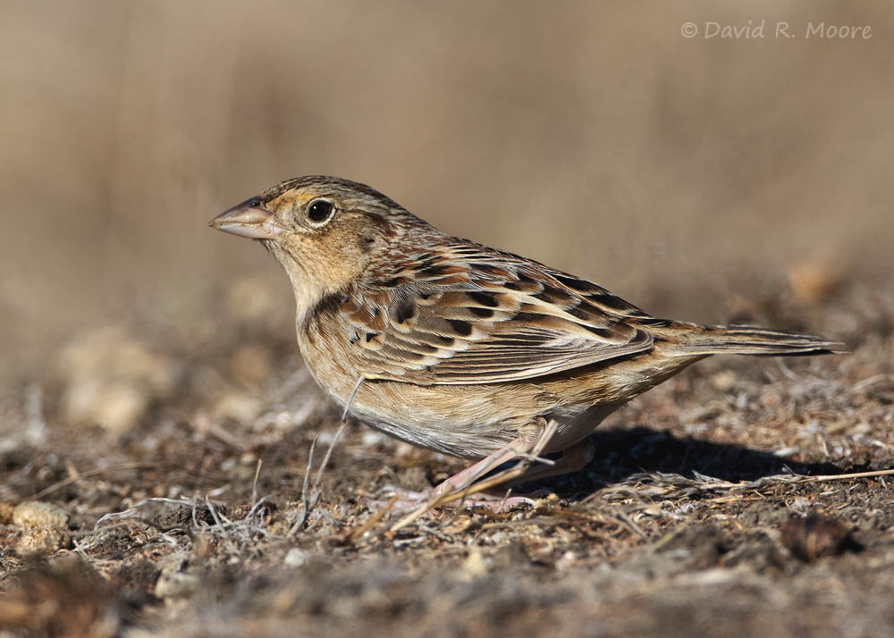 Grasshopper Sparrow