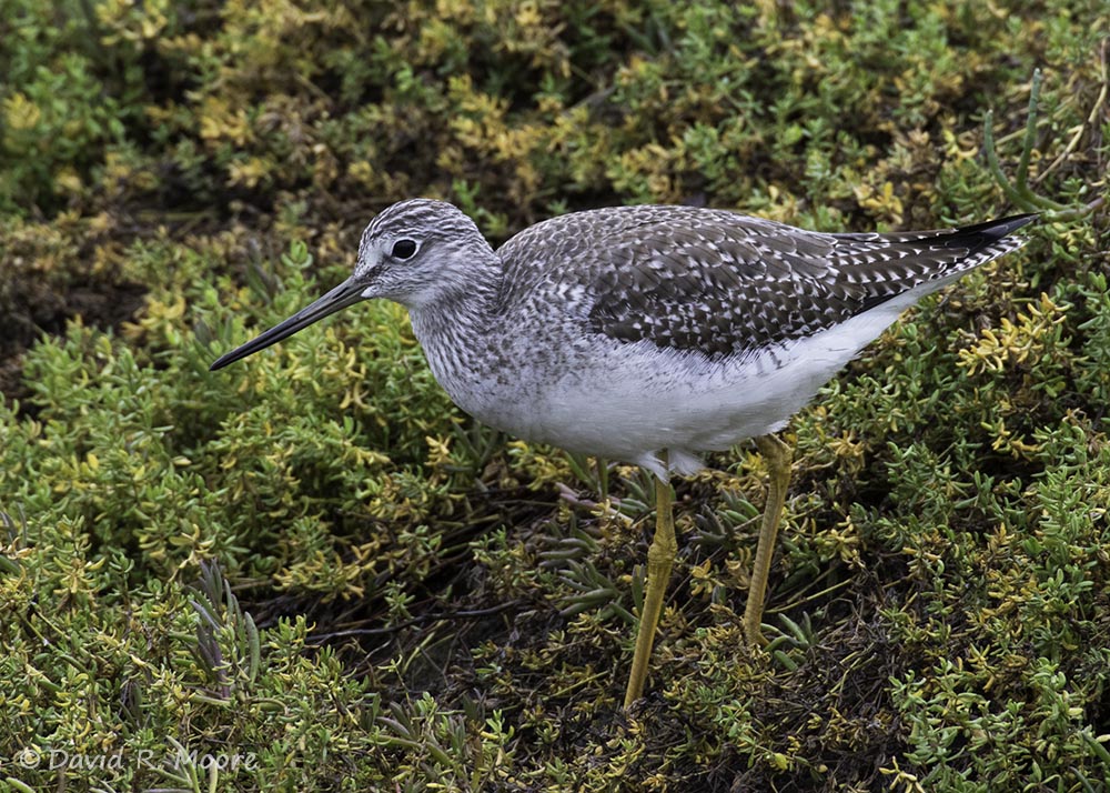 Greater Yellowlegs