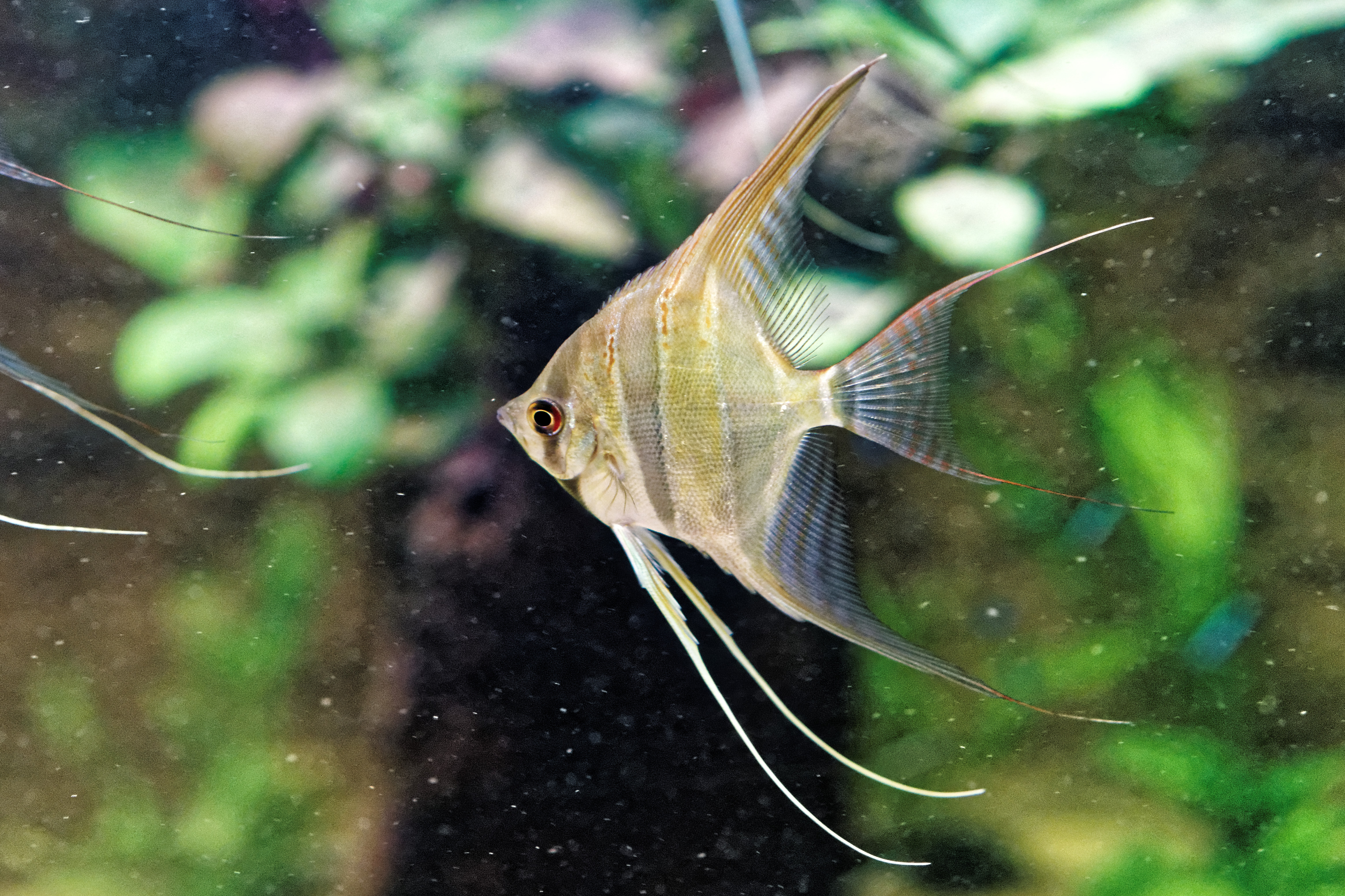 Poisson-Ange.jpg