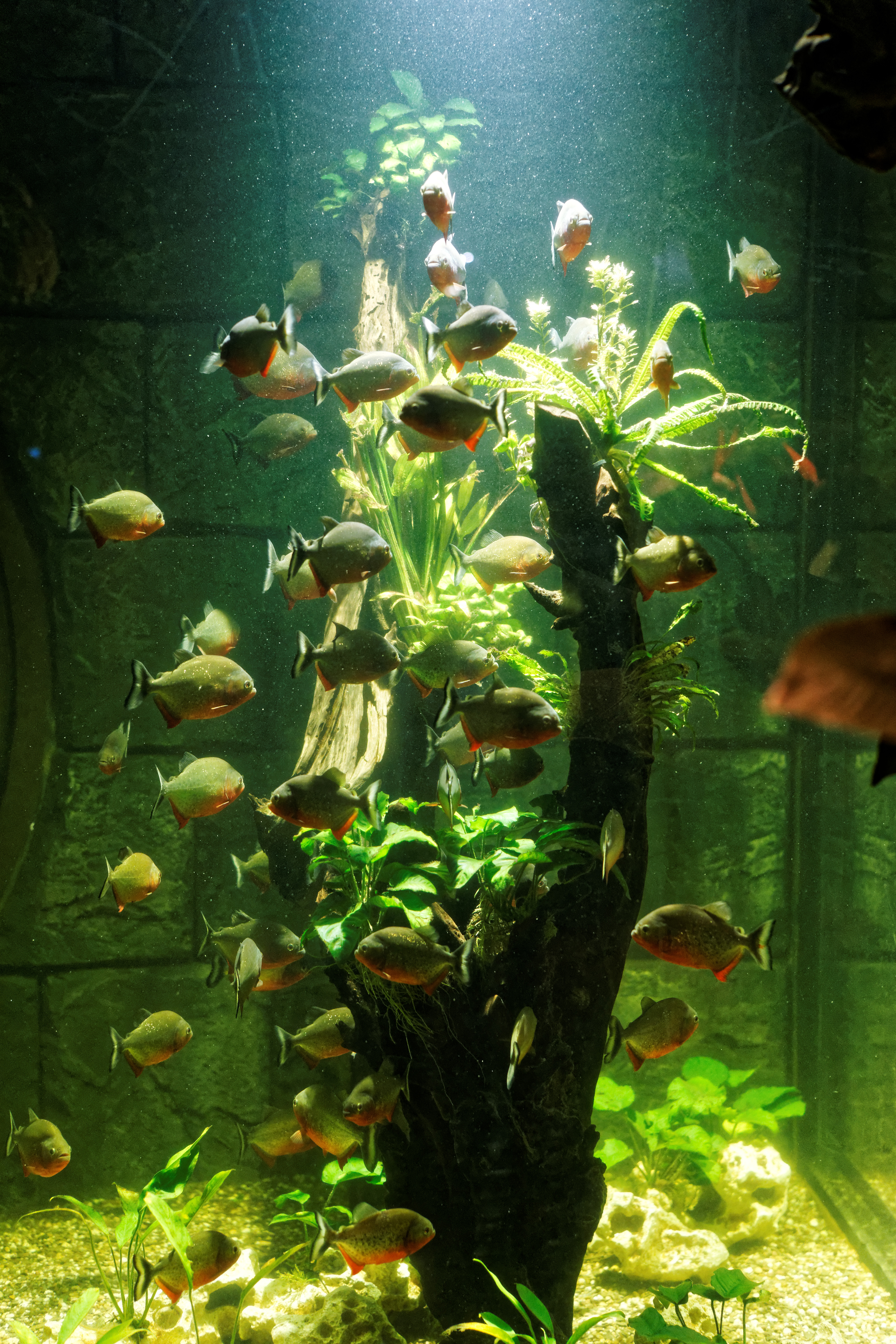 Piranhias2.jpg