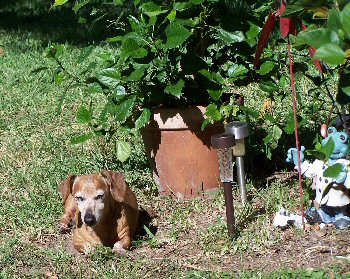 Bailey keeping watch