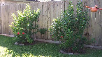 hibiscus