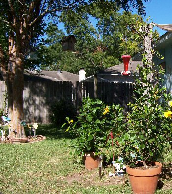 view from patio