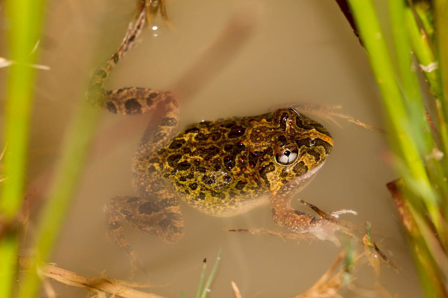 Ornate Burrowing Frog