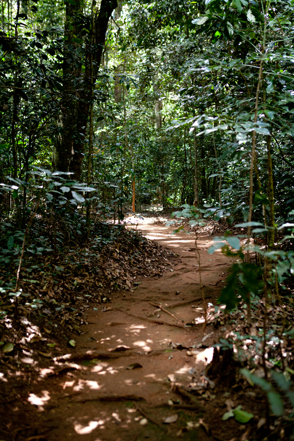 Jungle path 