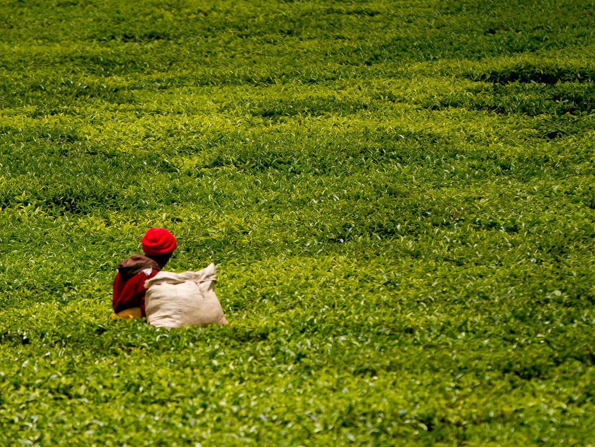 Lone Tea Picker