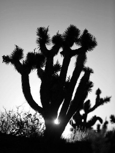 joshua tree sunrise final.jpg