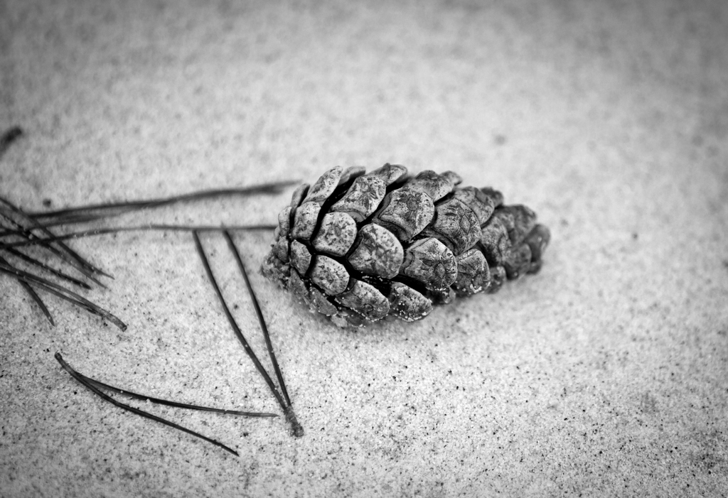 Beached Pine Cone