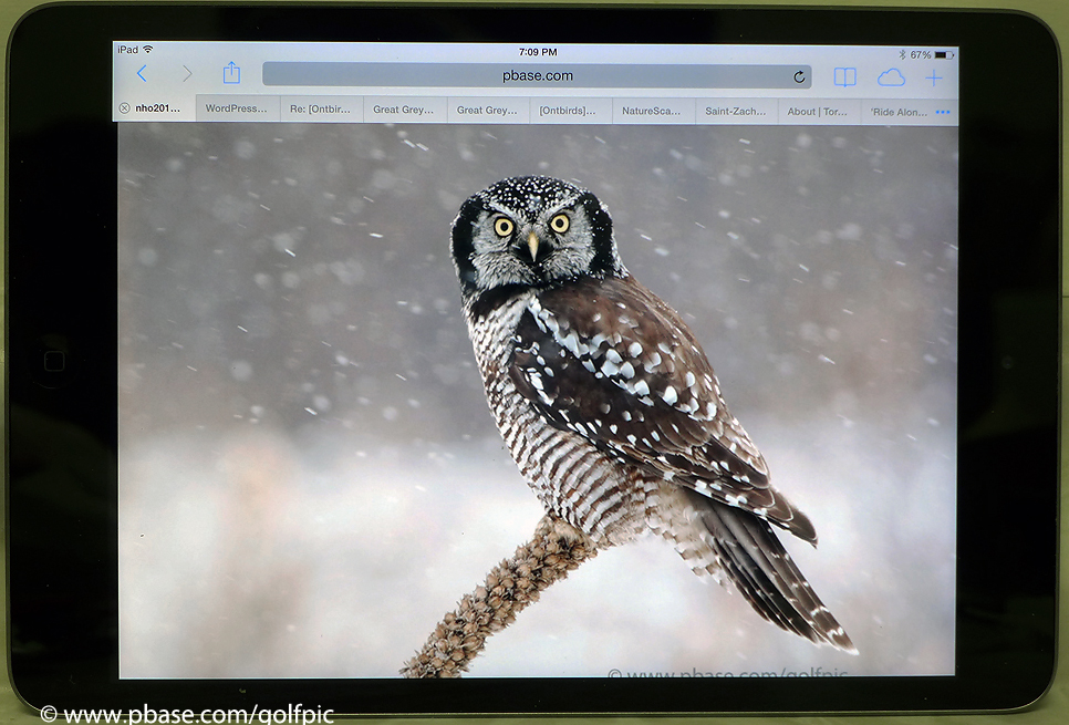 Northern Hawk Owl