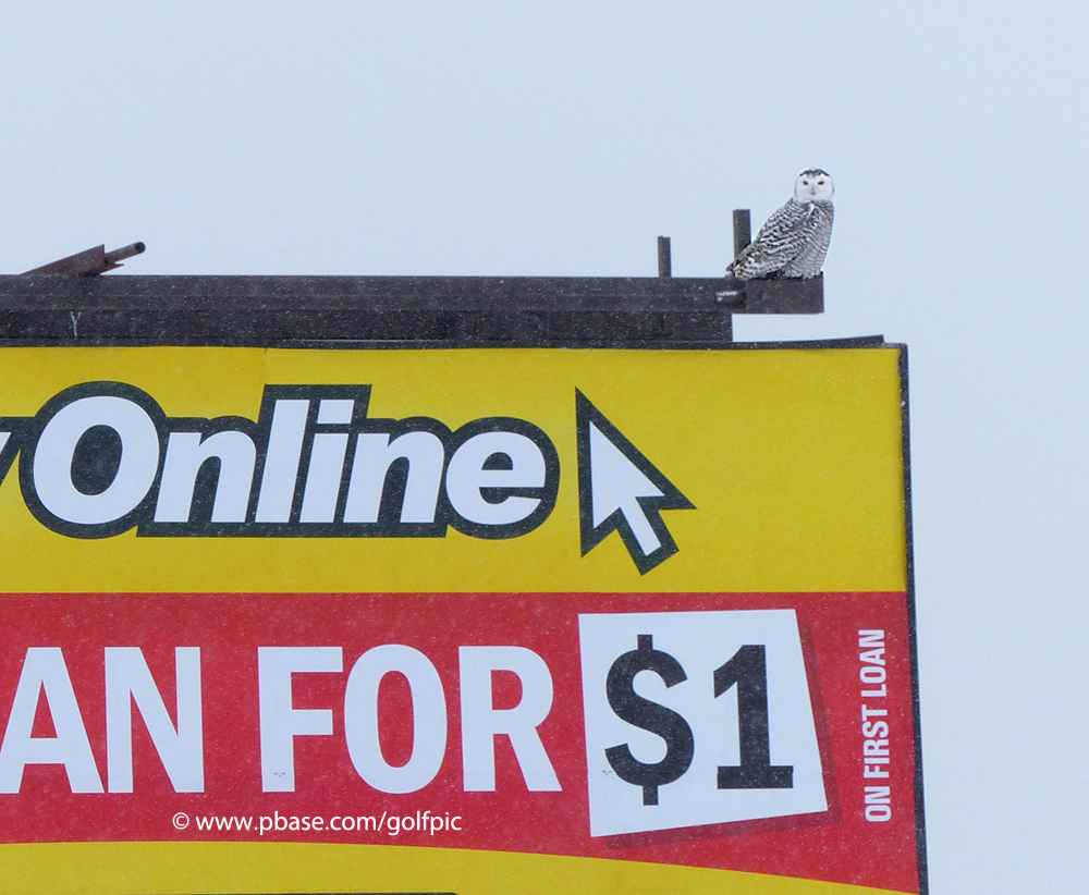 Snowy Owl